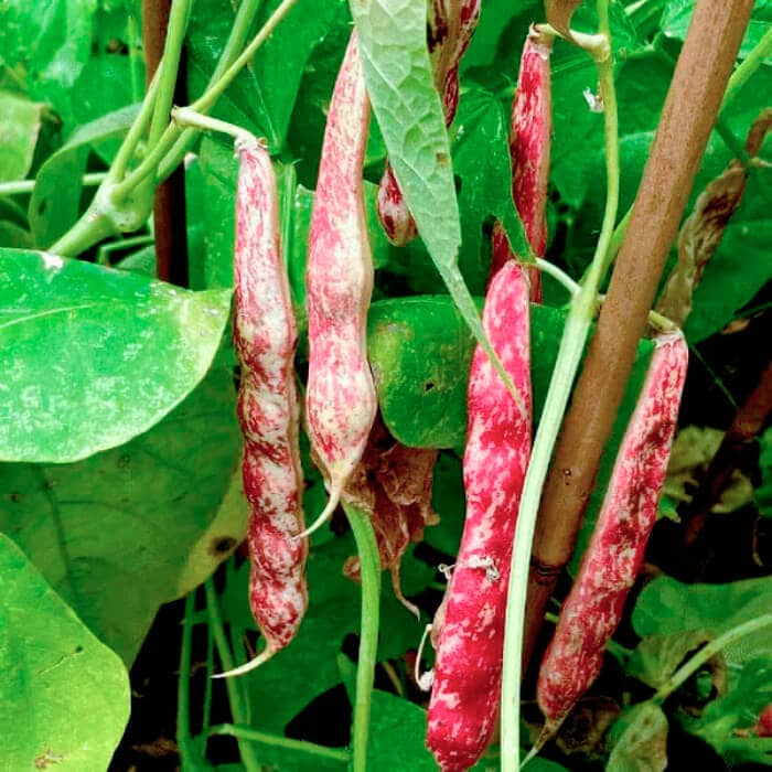 Насіння квасолі спаржевої «Борлотто» 15 г