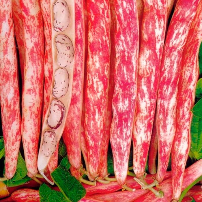 Насіння квасолі спаржевої «Борлотто» 15 г