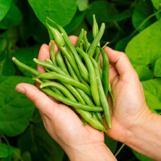 Насіння квасолі спаржевої «Королева Некар» 10 г