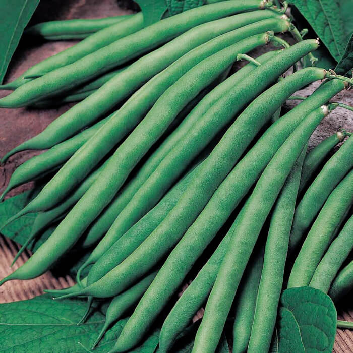 Насіння квасолі спаржевої «Королева Некар» 10 г