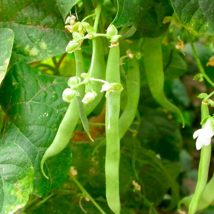 Насіння квасолі спаржевої «Королева Некар» 10 г