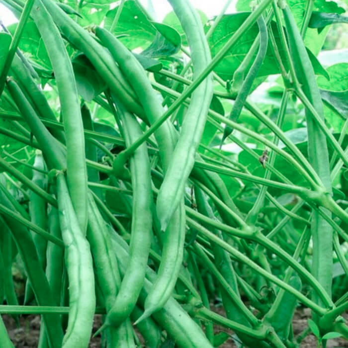 Насіння квасолі спаржевої «Королева Некар» 10 г