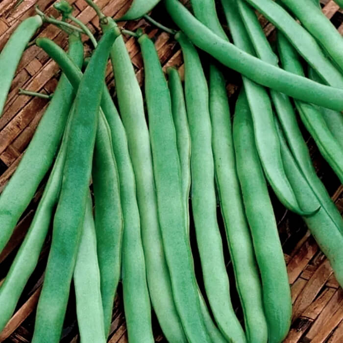 Насіння квасолі спаржевої «Королева Некар» 10 г