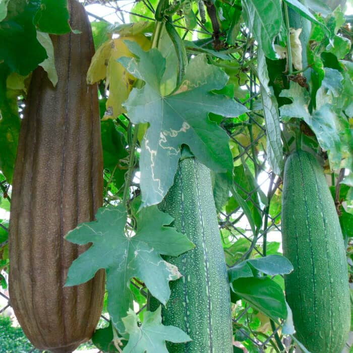 Насіння люффи «Мочалка»