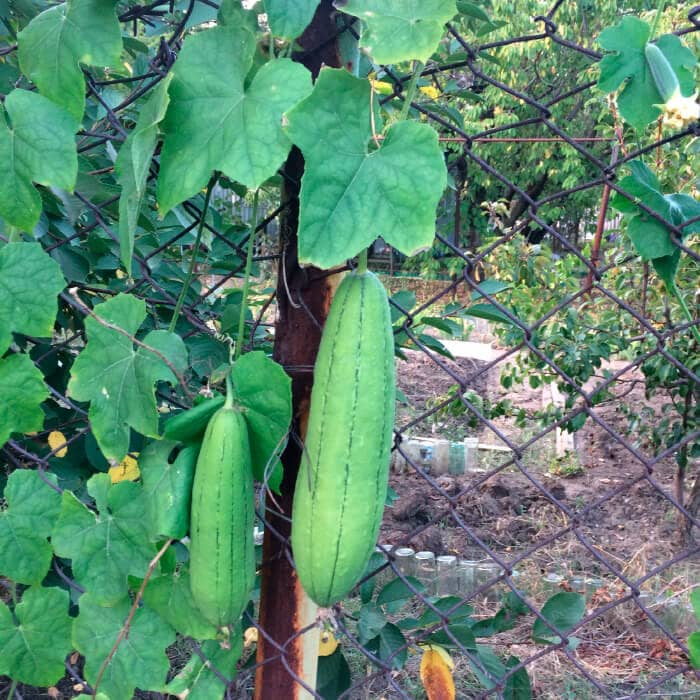 Насіння люффи «Мочалка»