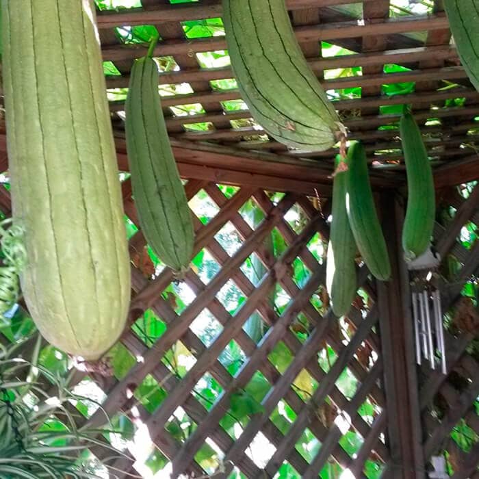 Насіння люффи «Мочалка»