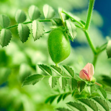 Насіння нуту «Горох турецький» 