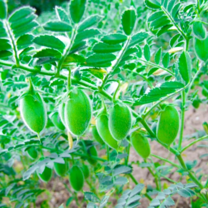 Насіння нуту «Горох турецький» 