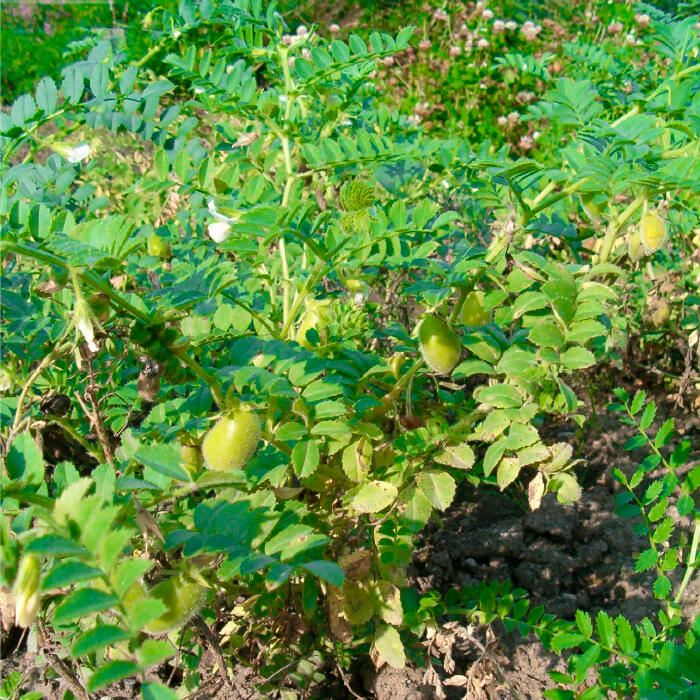 Насіння нуту «Горох турецький» 