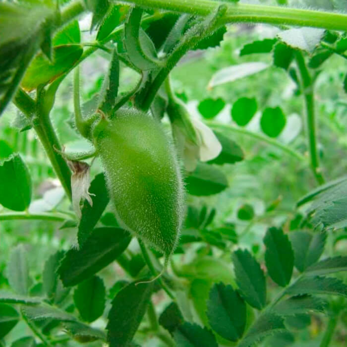 Насіння нуту «Горох турецький» 