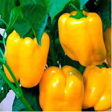 Семена перца «Золотой Юбилей»