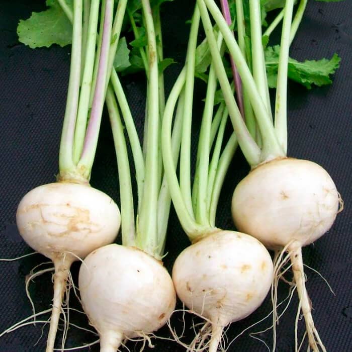 Насіння ріпи «Бiла нiч»