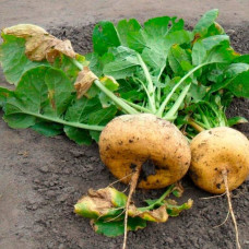 Насіння рiпи «Петровська-1»