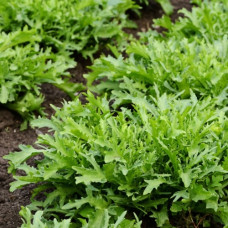 Насіння ранньостиглої руколи «Буаш» 