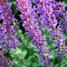 Насіння шавлії «Мускатної»