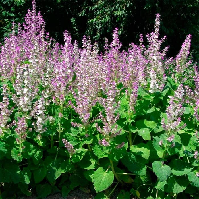 Насіння шавлії «Мускатної»