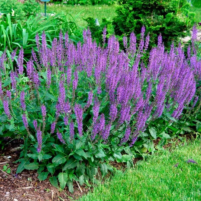 Насіння шавлії «Мускатної»