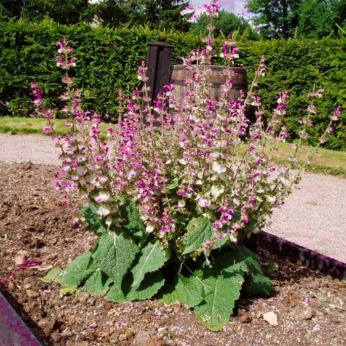 Насіння шавлії «Мускатної»