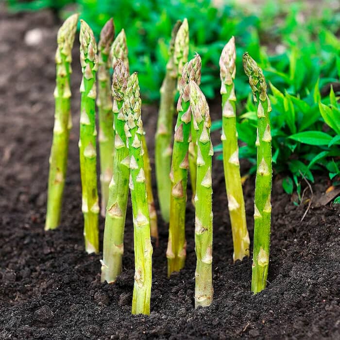 Семена спаржи «Царская»