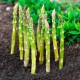 Семена спаржи «Царская»