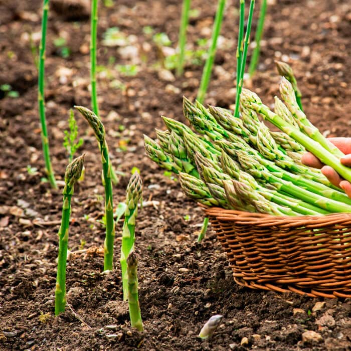 Семена спаржи «Царская»