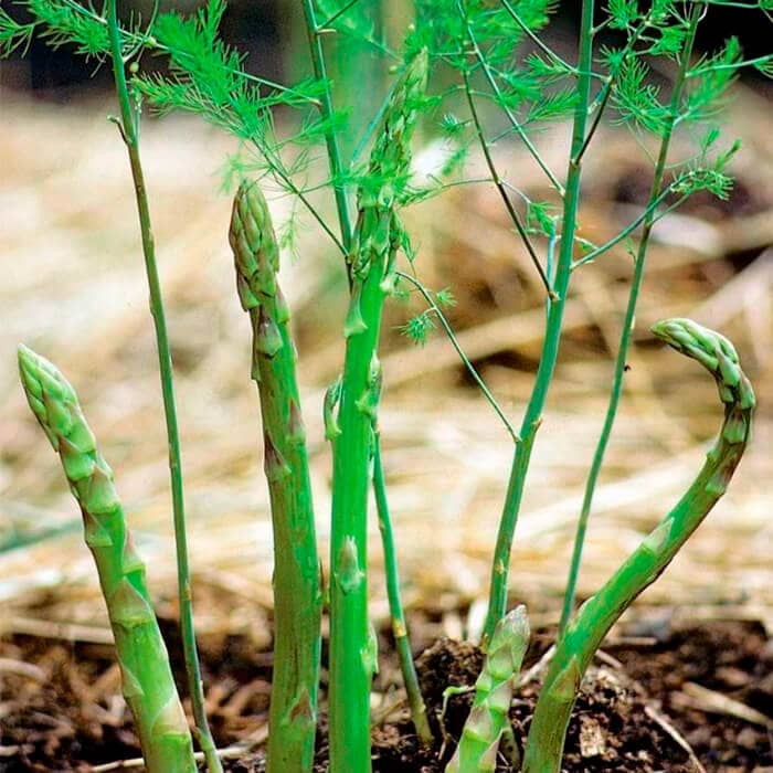 Семена спаржи «Царская»