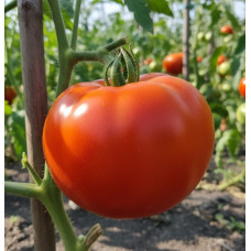 Насіння середньопізнього томата Атенна Сейп червоний