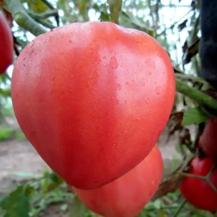 Насіння середньопізнього томата «Бичаче серце» червоний