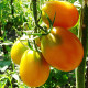 Насіння пізньостиглого томата «Де-барао» золотий 0,1 г