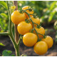 Насіння ранньостиглого томата « Голден Натс» 0,1 г