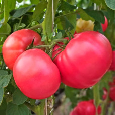 Насіння томата «Гопак»