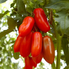 Насіння середньостиглого томата «Пеперо Россо» 0,1 г