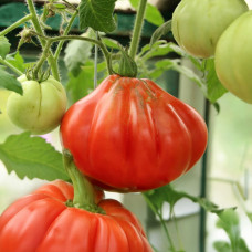Семена томата Пламп Хоум 