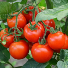 Семена томата Санколис