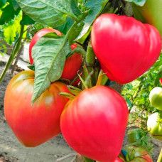 Насіння безрозсадного томата Кардинал 0,4 г