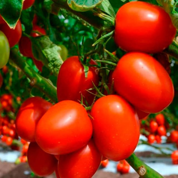 Насіння інкрустованого томата Де-Барао червоний 0,2г