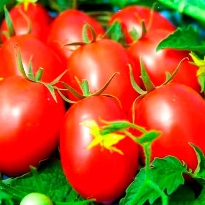 Насіння інкрустованого томата Де-Барао червоний 0,2г