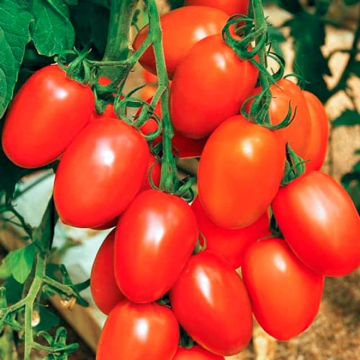 Насіння інкрустованого томата Де-Барао червоний 0,2г