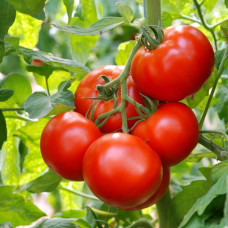 Семена томата Сицилиан диш