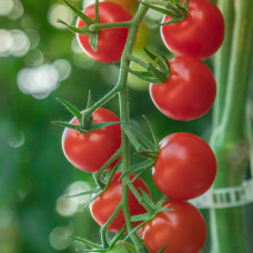 Насіння томата Ягода з Пекіну китайський черрі гранульваний