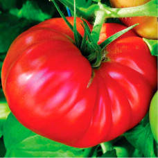 Насіння томата «Медвежа лапа»