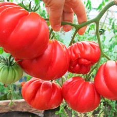 Насіння томата «Американський ребристий»