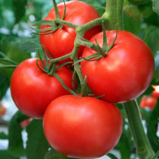 Насіння томата «Атлантида»