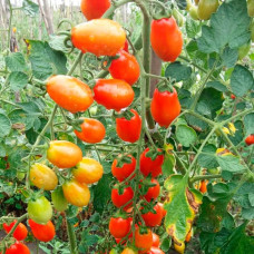Насіння томата «Барбарис F1»
