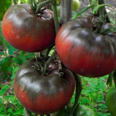 Насіння томата «Чорний імператор»