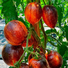 Насіння томата «Гаргамель»