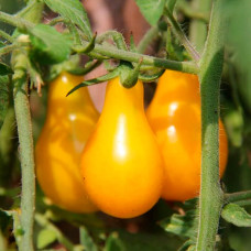 Насіння томата «Груша жовта»