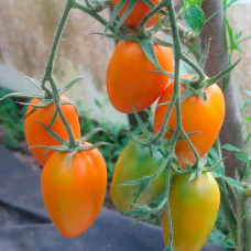 Насіння томата «Кенігсберг»