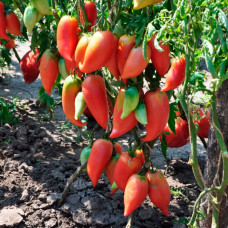 Насіння томата «Корейський довгоплiдний»