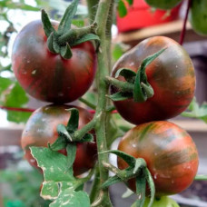 Насіння томата «Вернісаж»